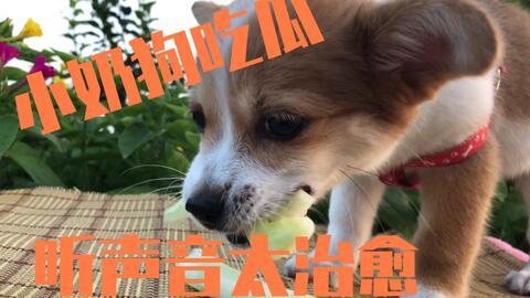 小狗变吃瓜视频,趣味视频走红网络