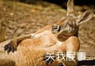动物吃瓜吵架搞笑视频,动物们的搞笑吃瓜争吵秀