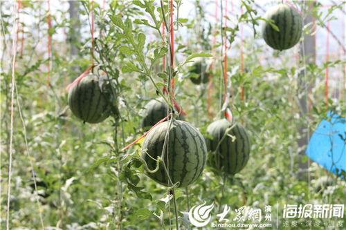 保定东湖吃瓜事件视频最新,一场网络热议的真相揭秘