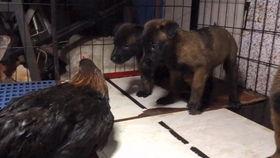 奶瓜可以喂狗吃吗图片视频,狗狗的新宠？揭秘奶瓜喂狗的真相