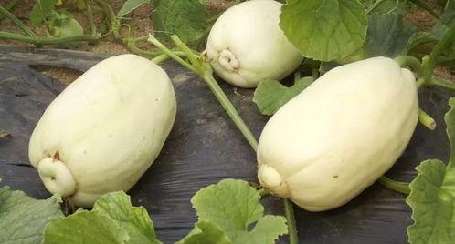 吃土瓜的小视频怎么做,吃土瓜的独特风味与制作过程