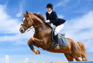 骑马击掌吃瓜视频,一场别开生面的网络狂欢