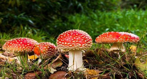 三个白瓜怎么吃蘑菇视频,美味家常蘑菇新吃法