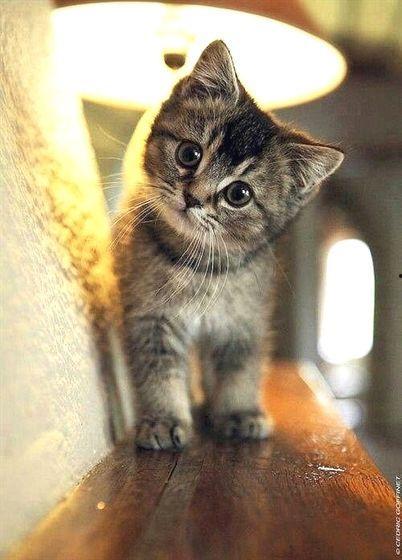 小猫咪可以吃脆瓜吗视频,小猫咪能否享受脆瓜美味？