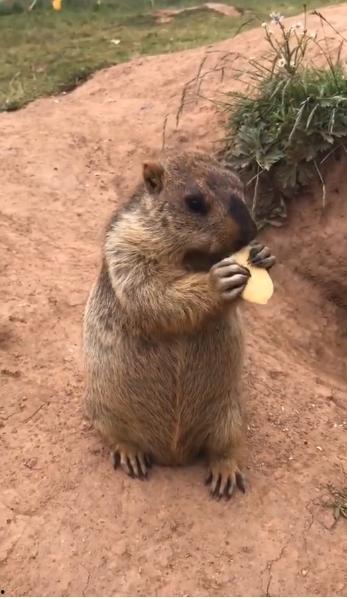 土拨鼠吃红瓜的故事视频,一场友谊与成长的冒险之旅