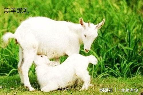 晴天小羊吃瓜完整视频播放,欢乐田园生活大揭秘