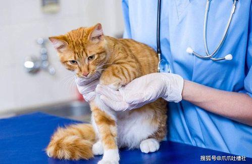 给吃瓜猫咪做绝育视频,吃瓜猫咪的温馨蜕变之旅