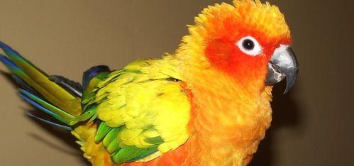 凯克鹦鹉吃蜜瓜会死吗视频,凯克鹦鹉误食蜜瓜致命之谜揭晓