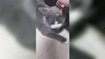 叶小喵视频吃瓜,揭秘娱乐圈幕后故事