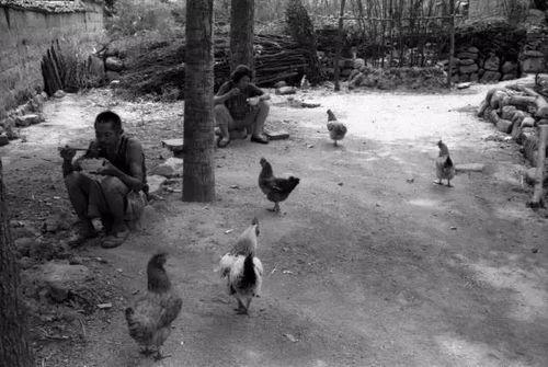 农村树底下吃瓜老太太视频,农村老太太悠闲度日